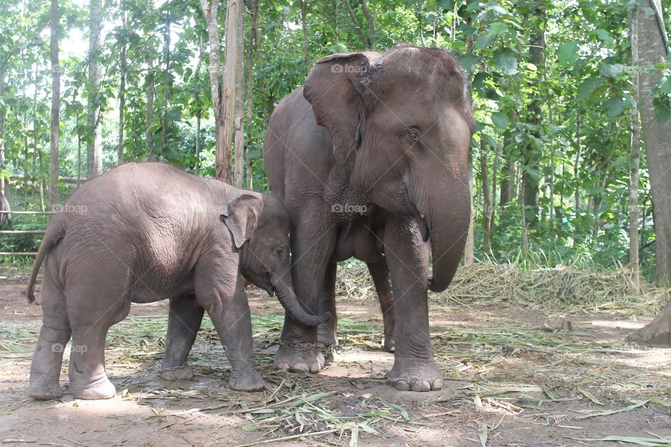 Mother and Baby Thai Elephants