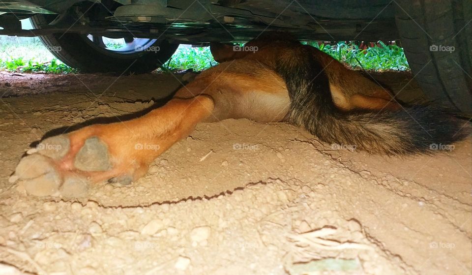Dog hiding under the car in the garage