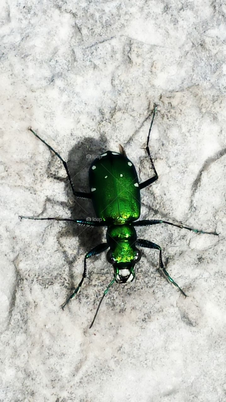 Six Spotted Tiger Beetle. Insect