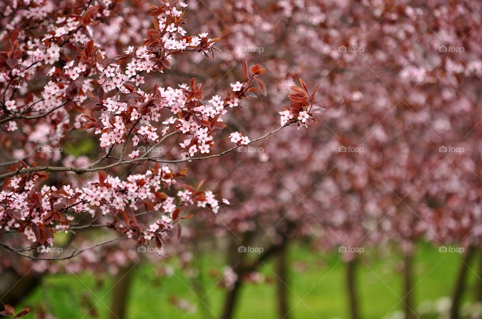 Tree, Flower, Cherry, Nature, Season