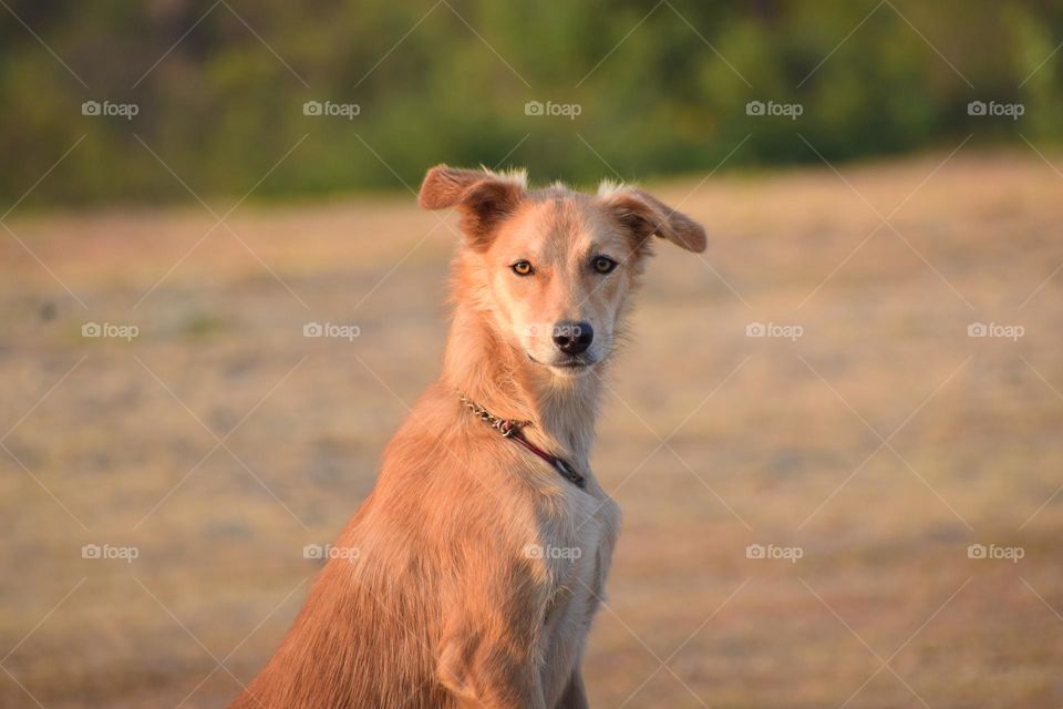 The Windsprite (formerly known as Longhaired Whippet ) Animal