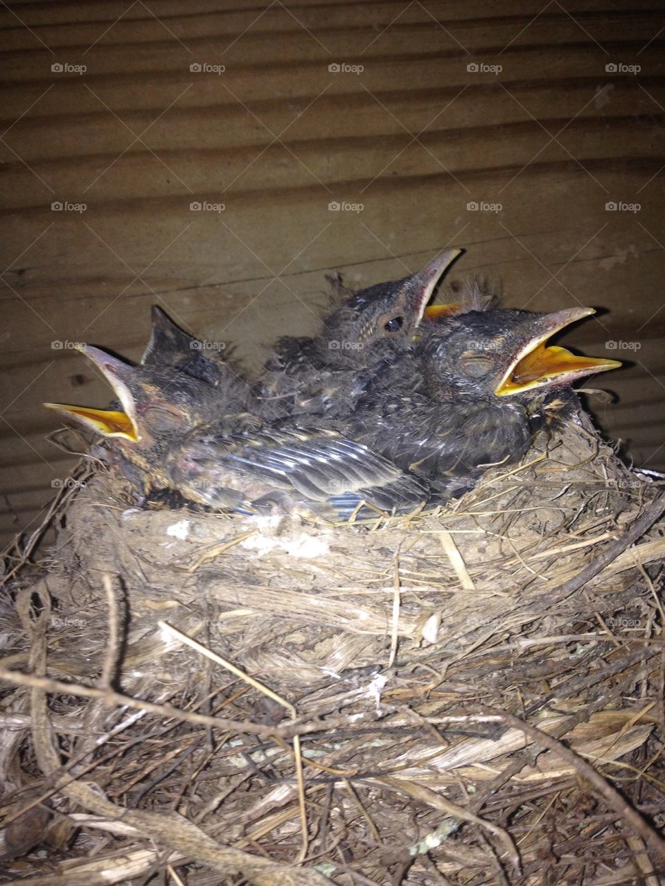 Baby Birds