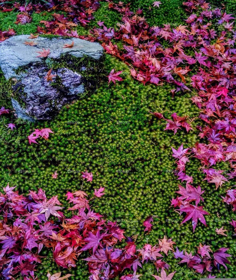 A nature beauty of maple leaves, bryophyta & rock in fall.
