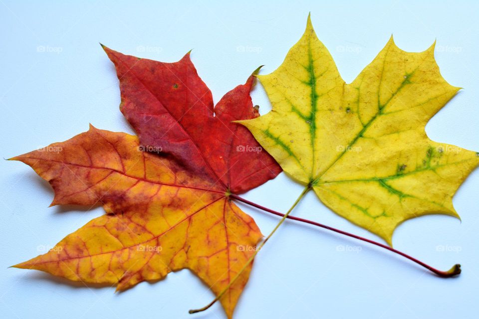 two colour leaves on a white background