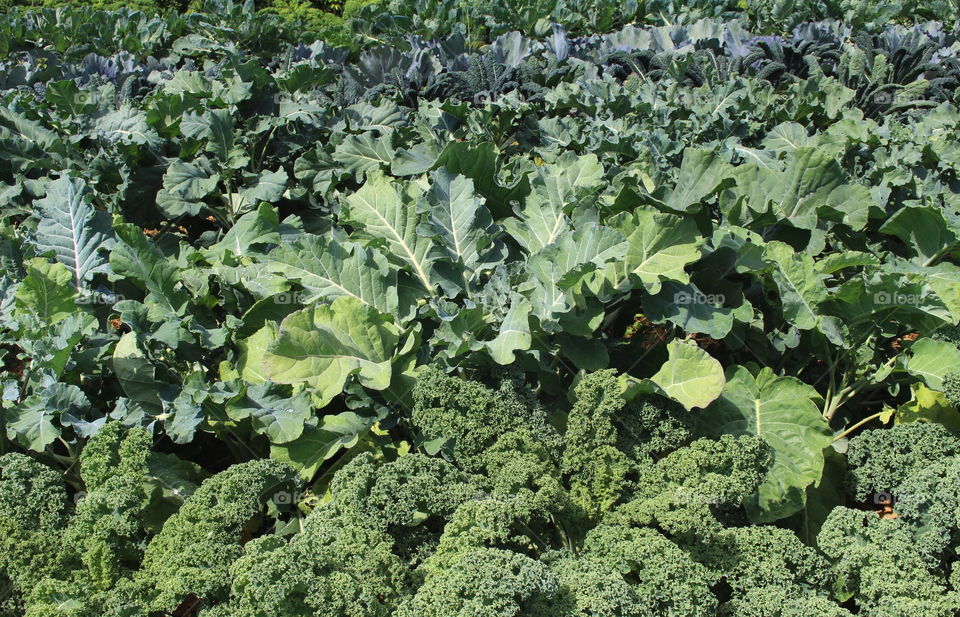 Gardening, kale and cabbage.