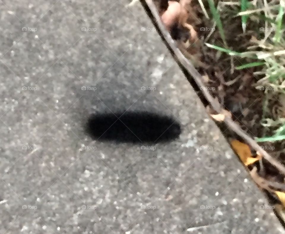 An all black wooly bear caterpillar is a sign of a very bad winter. 