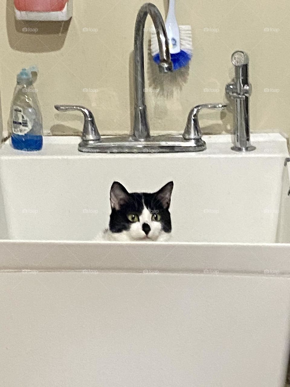 A black and white cat peering over the upper edge of a white sink