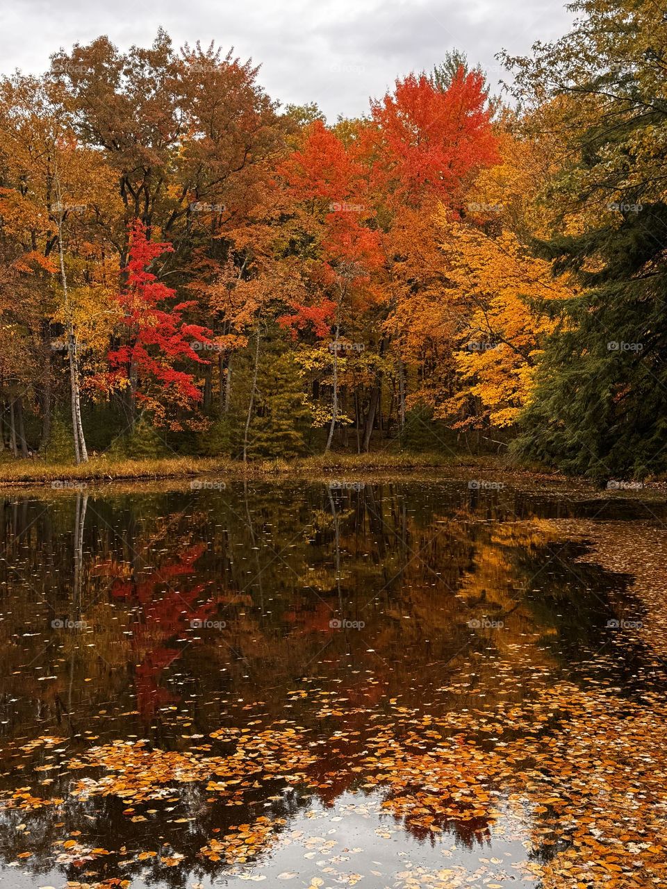 Backwater from a river with beautiful trees in full Fall colors! 