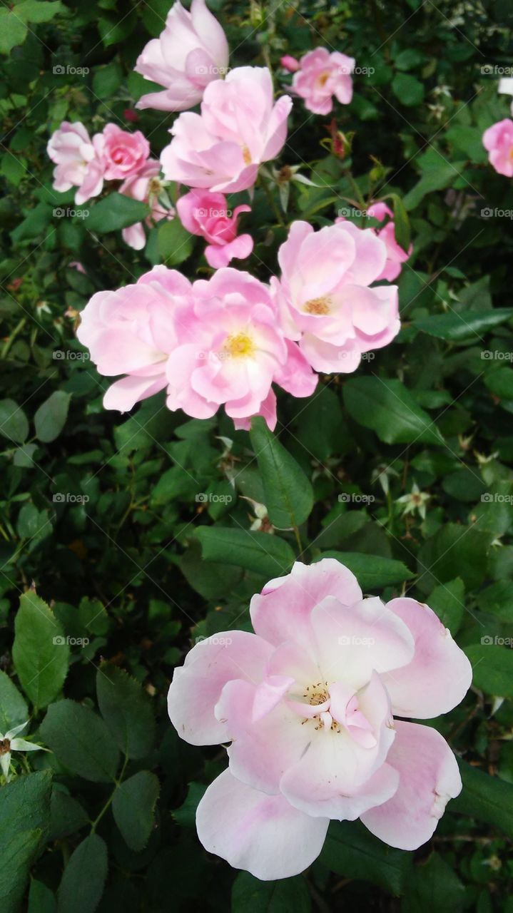 Flower, Flora, Garden, Leaf, Nature