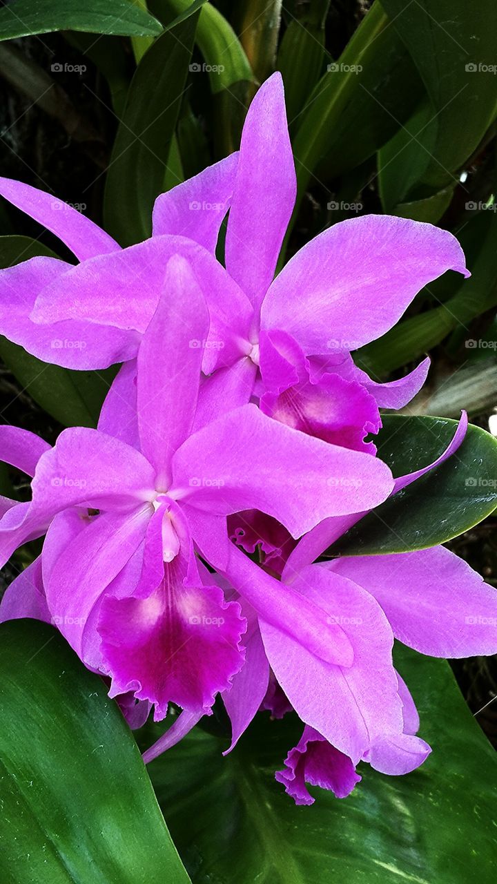 Orchid