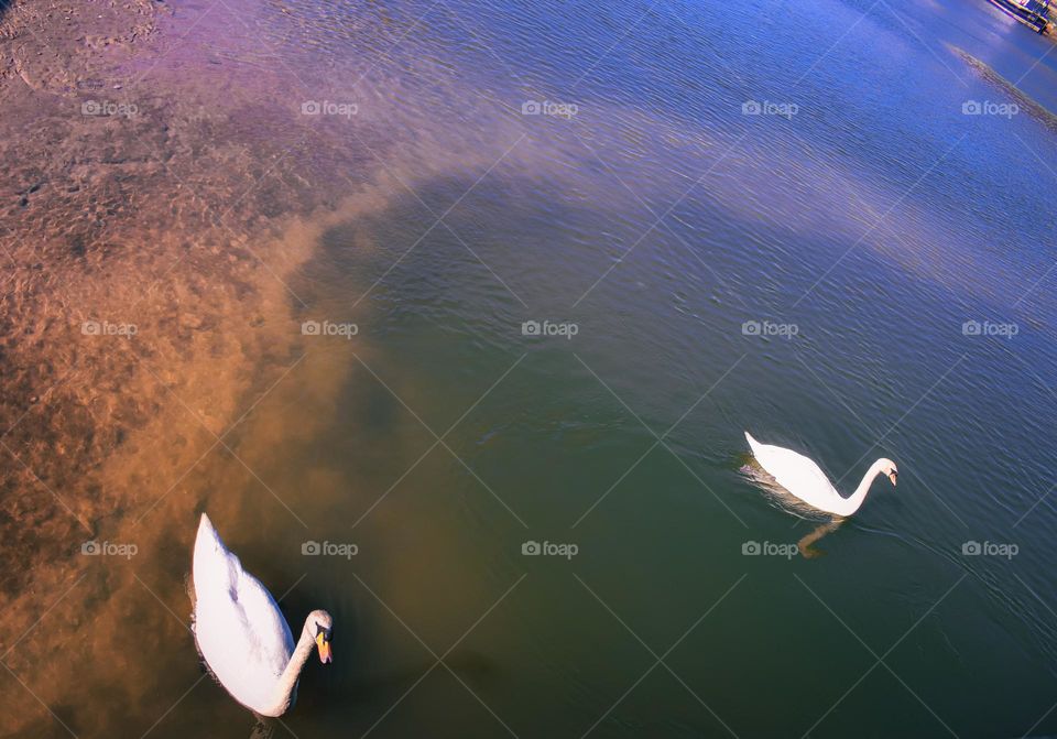 two swans from above