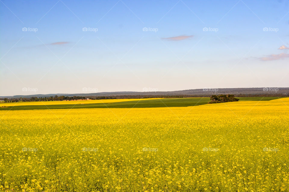 Canola Fields 