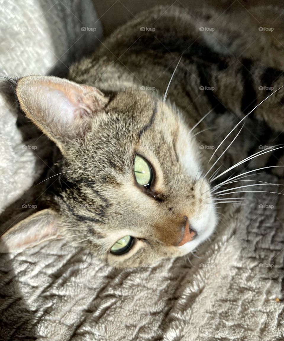 Tabby cat resting in the sunlight shining through the window 