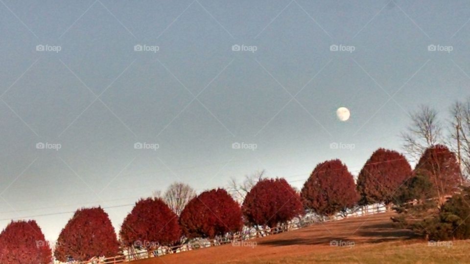 Red trees under late afternoon moon