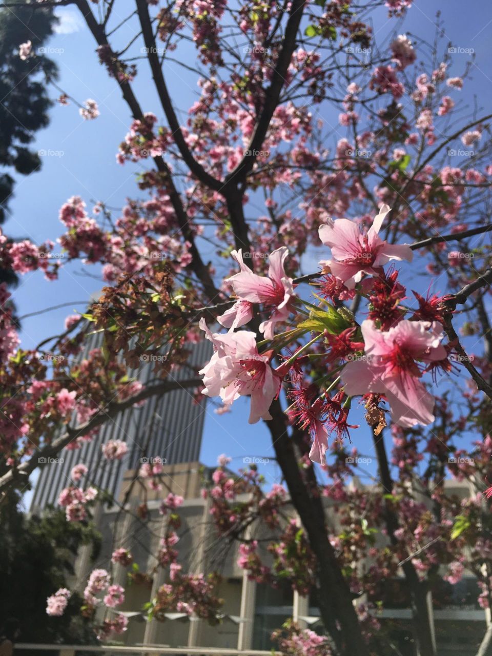 Springtime in the City