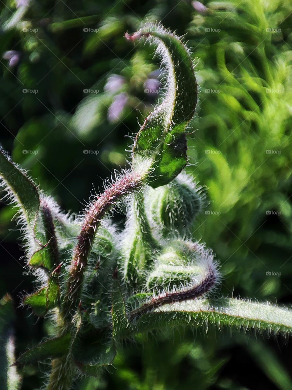 Macro photo of flowering plants