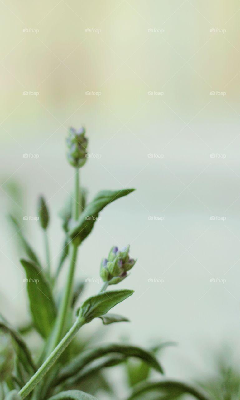 Minimalistic Snaps - lavender buds