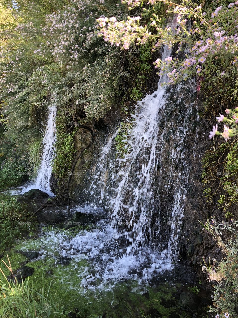 Waterfall and Flora