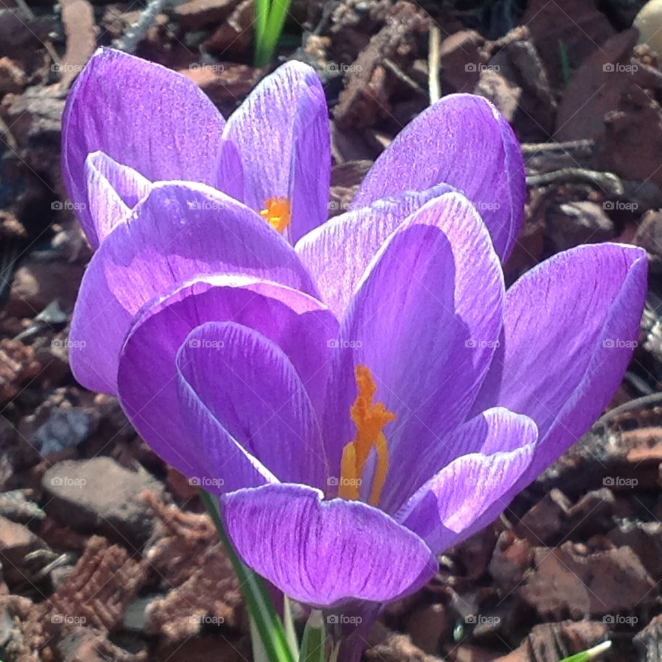 Beautiful purple flowers blooming for the start of Spring.