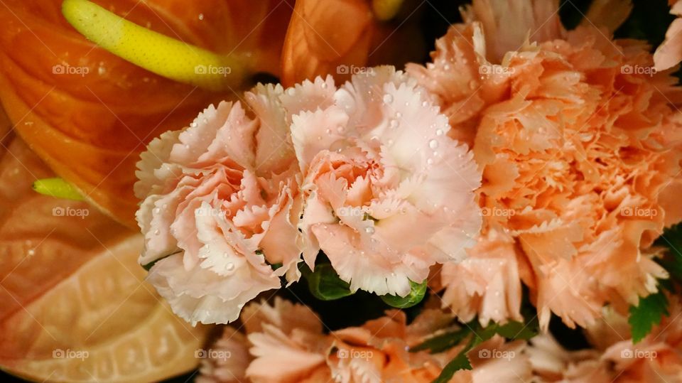 Pink carnations with water drop