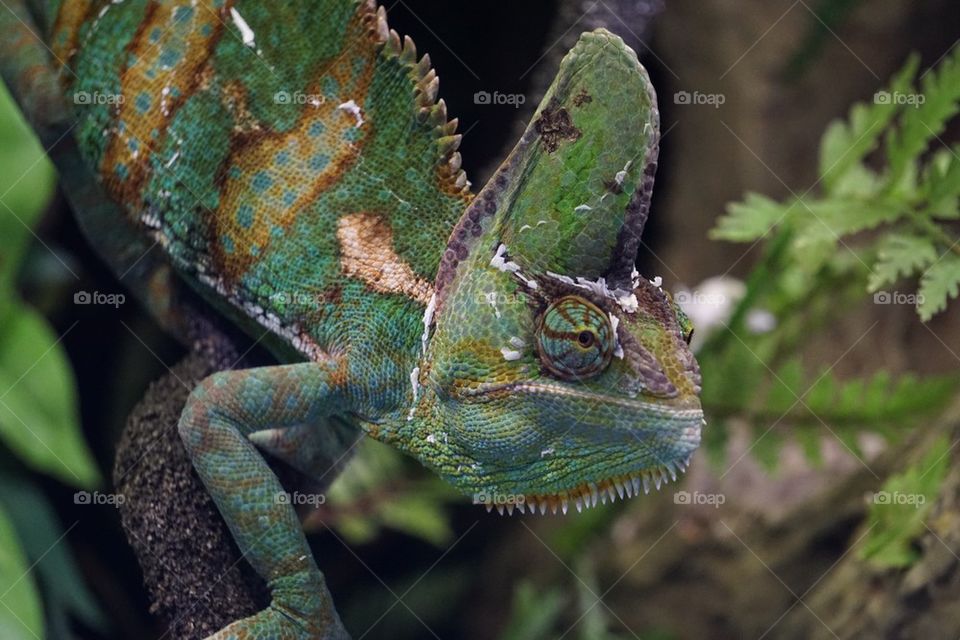 Chameleon