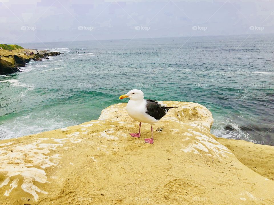 Bird resting on the beach