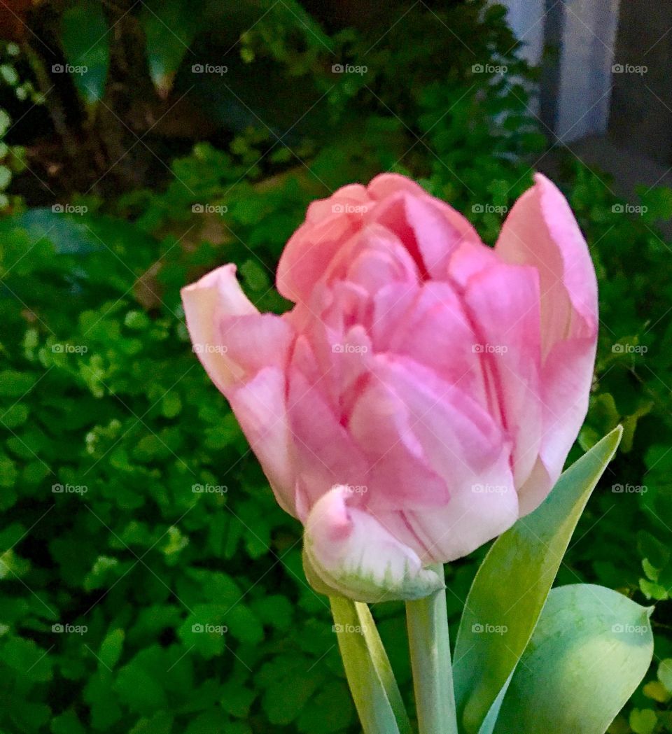 Pink tulip