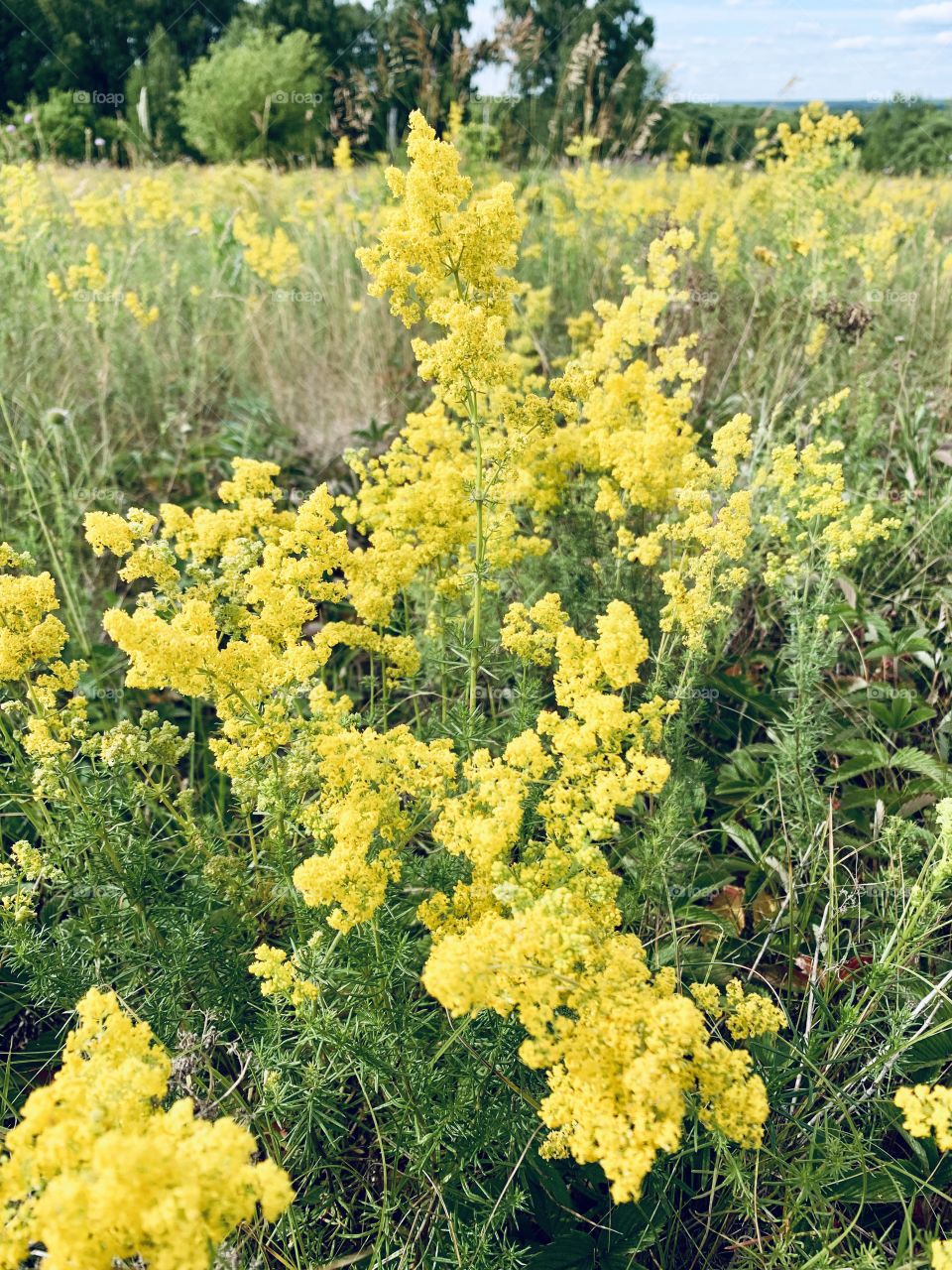 wild grass on a summer meadow