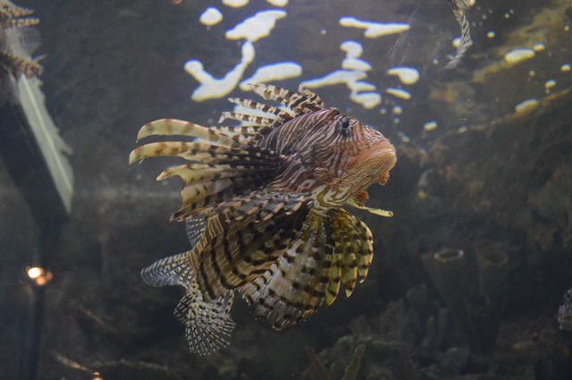 Lion fish