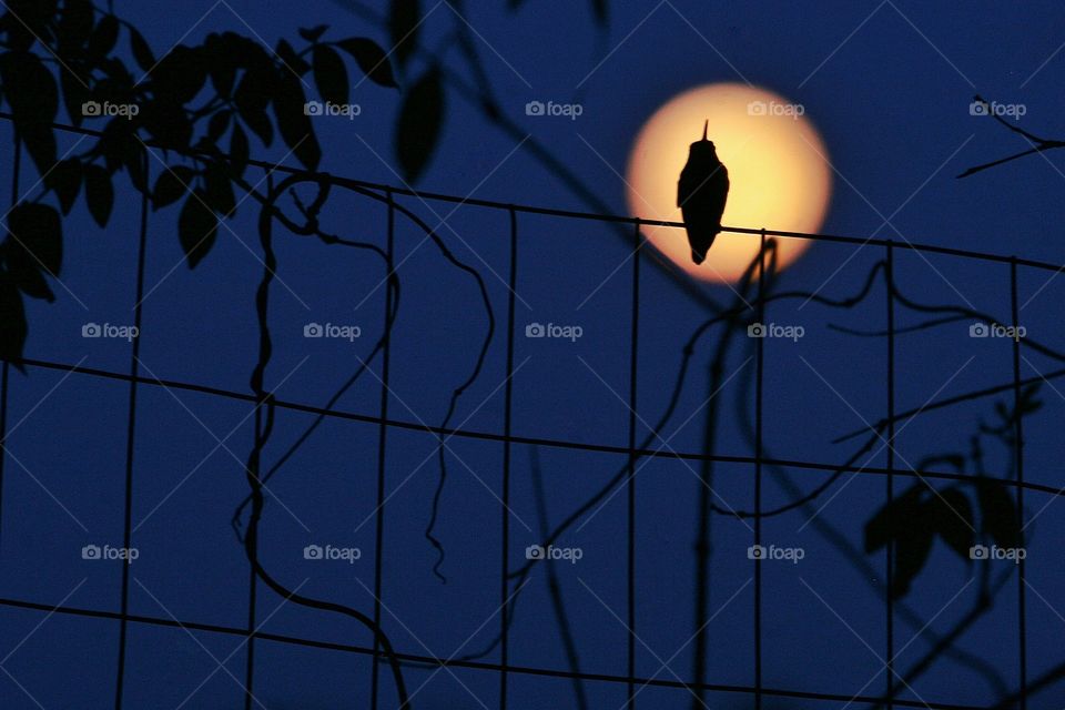 My Allen Hummingbird, Banana, silhouetted on the full moon