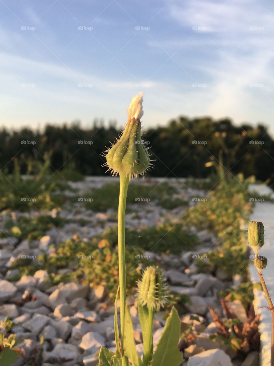 Morning light on wild closed flower