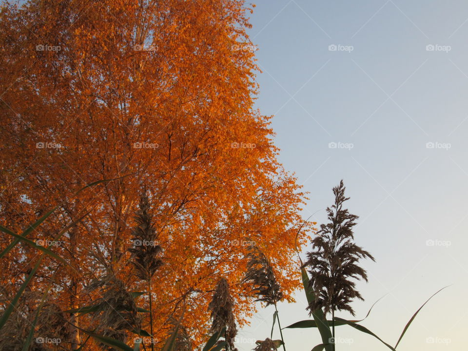 autumn gold, blue sky, calmness and silence of the sunset