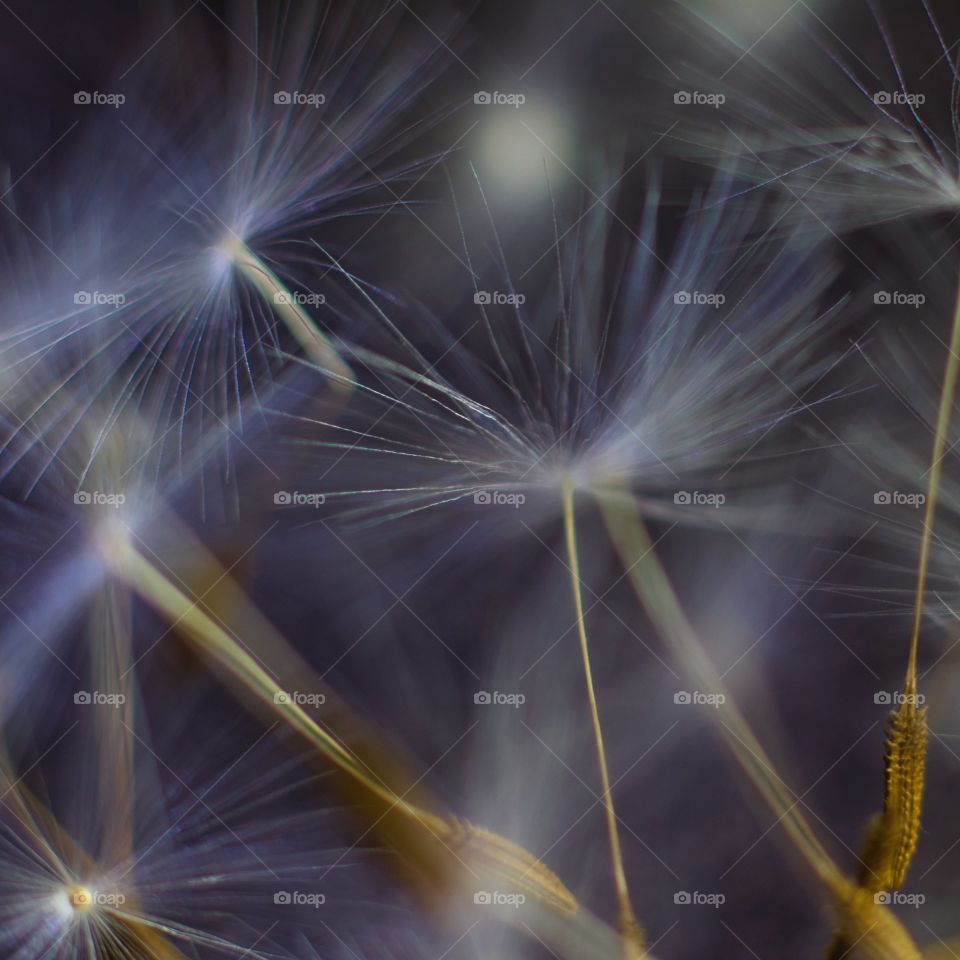 Dandelion clock seed