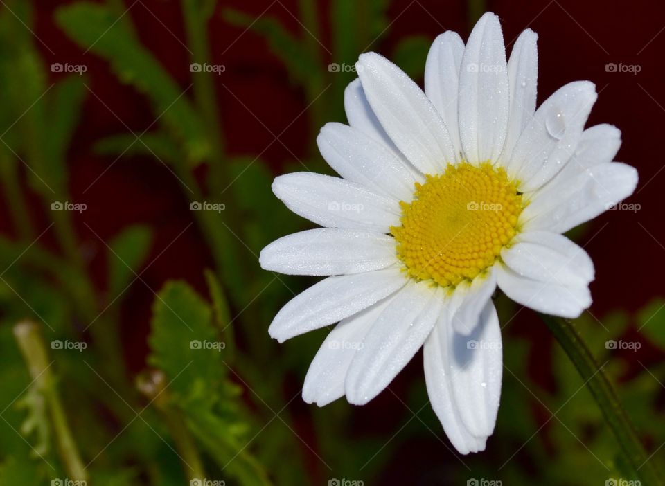 Daisy dew. Dew on daisy