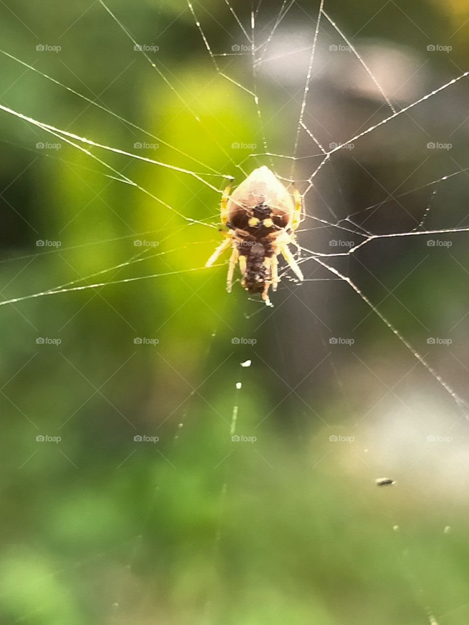 spider