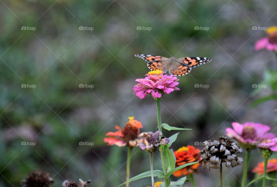 Butterfly  flying