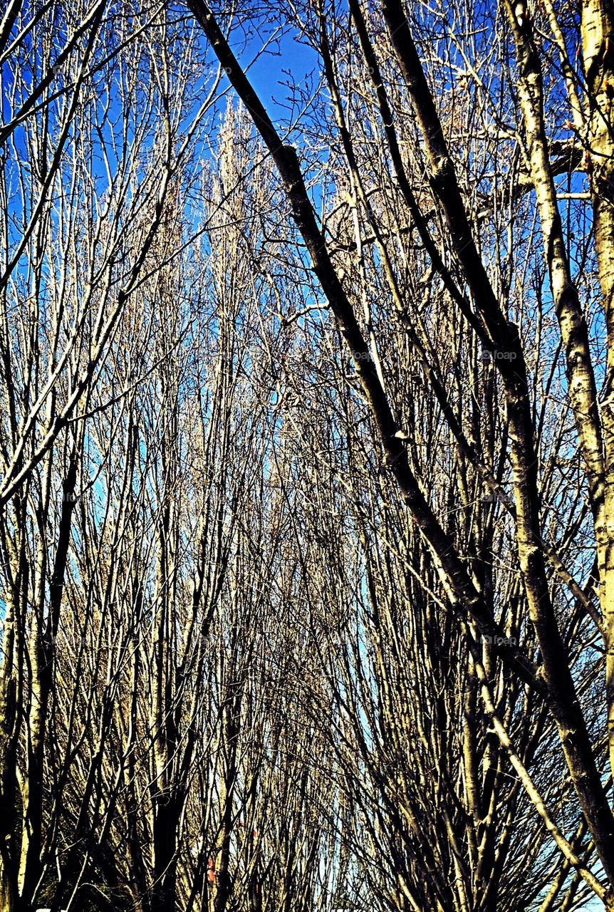 Tree in winter 