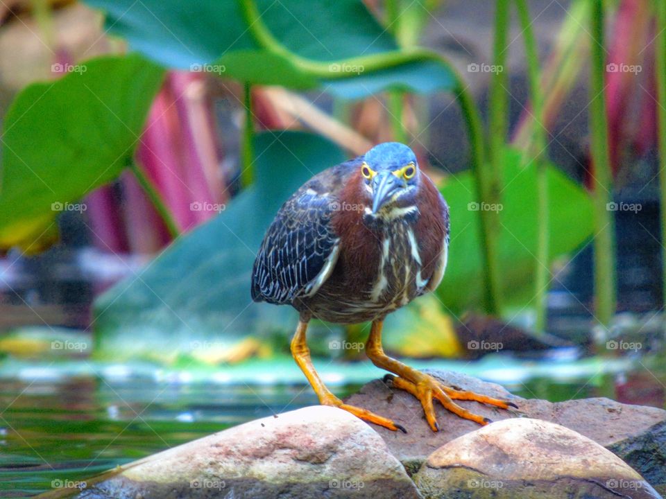 Green heron 