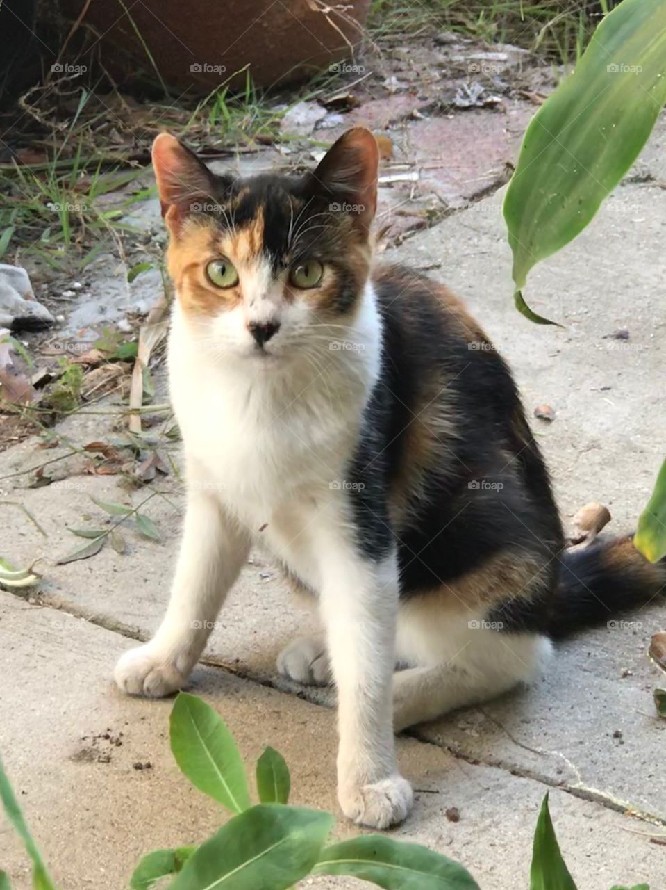 My Anxious Calico Cat