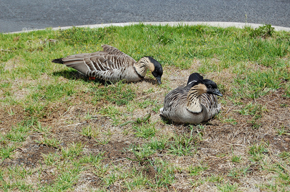 Nēnē, or Hawaiian goose, is the official state bird. 