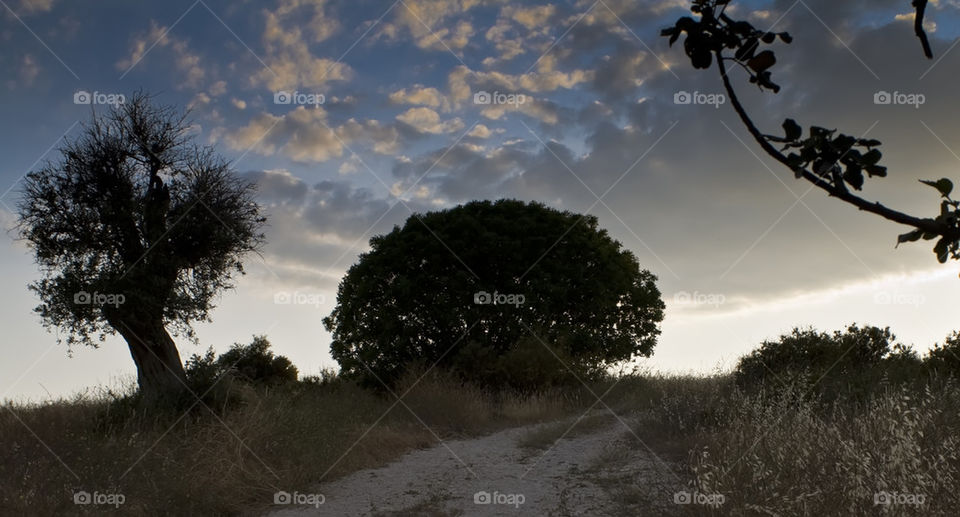 pastoral landscape at dusk