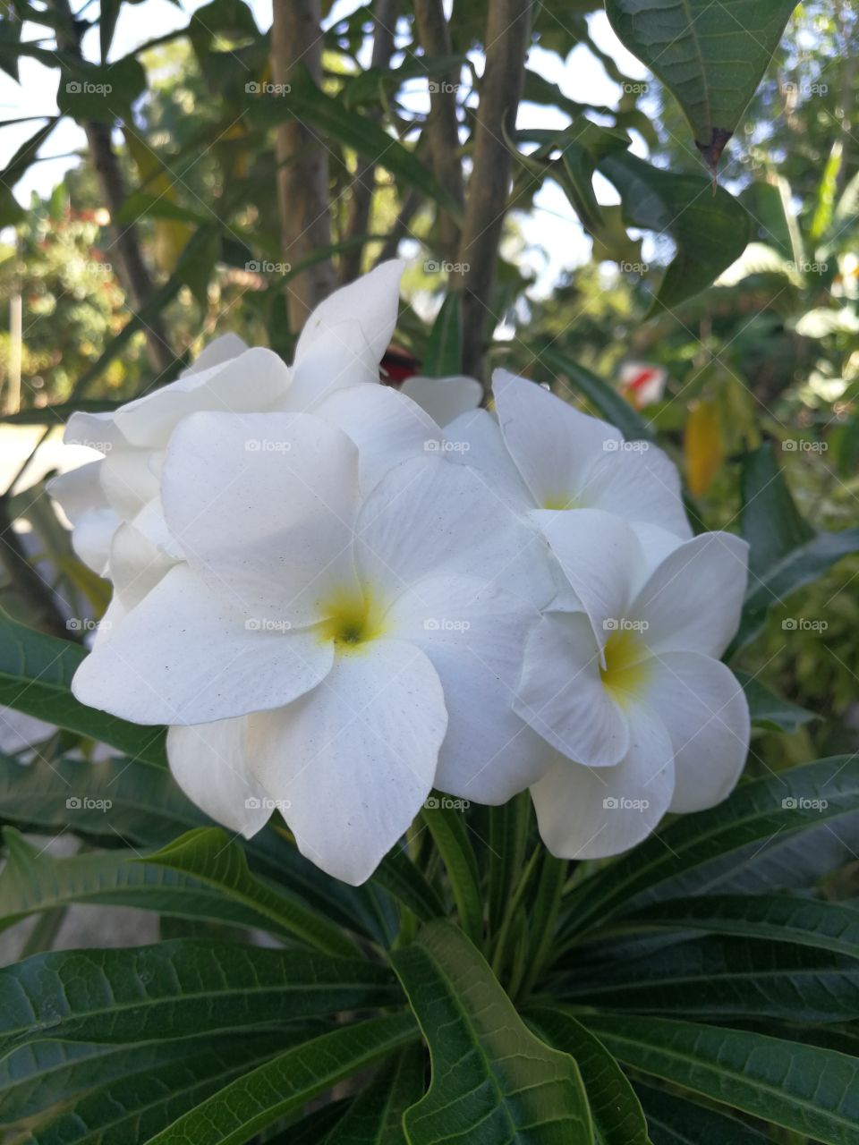White Kalachuhi Flower