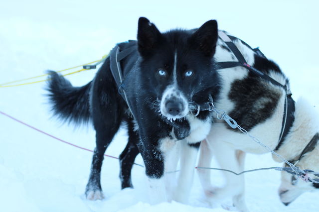 Huskies 