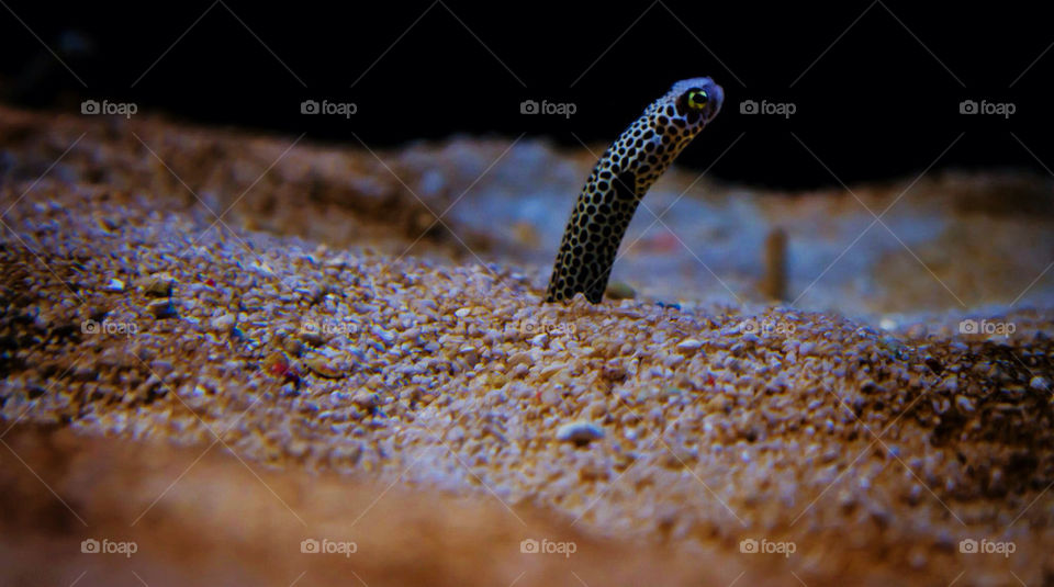 exotic worm waterworm sandworm by drutten
