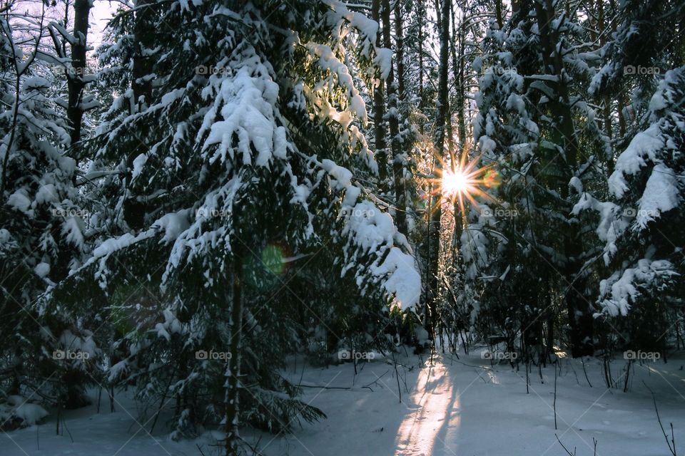 Sun shining through tree branches in the forest