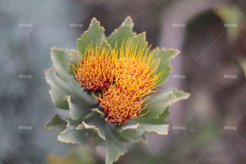 Yellow flower in Maui