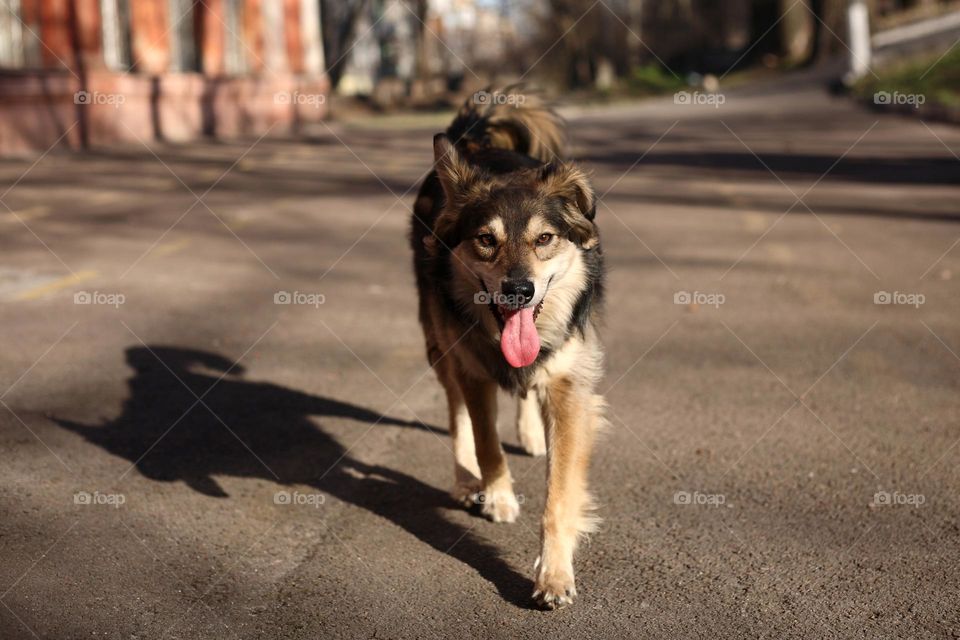 dog in sunny day