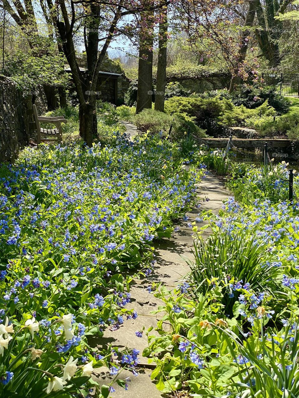A garden path surrounded by Virginia bluebells going past a park bench