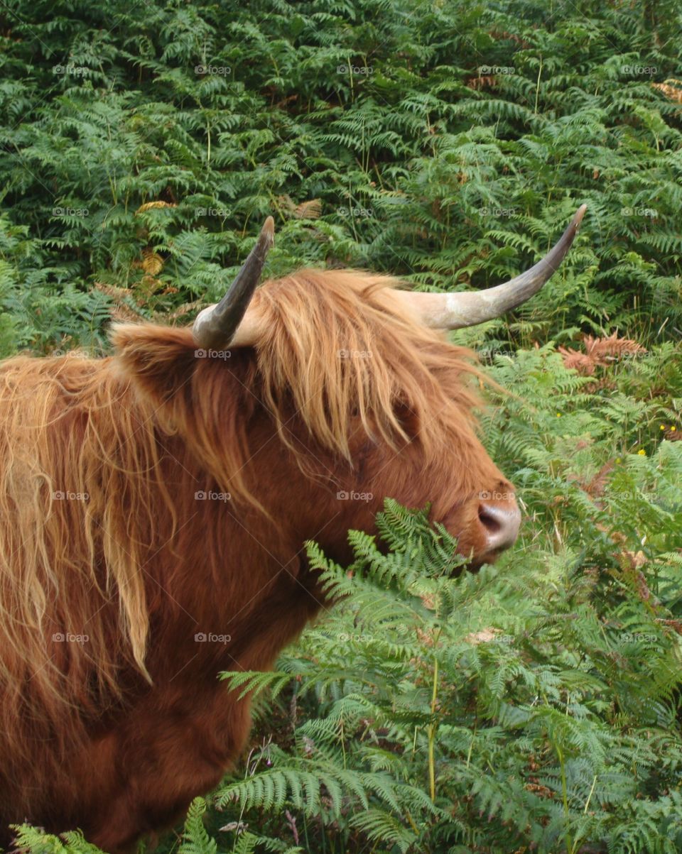 scottish cow in the isle of Mull
