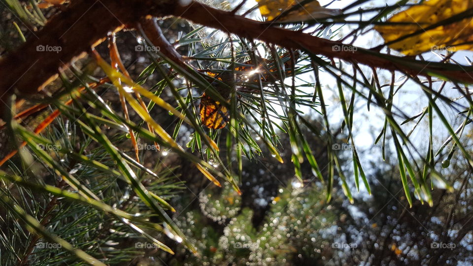 No Person, Tree, Outdoors, Christmas, Nature